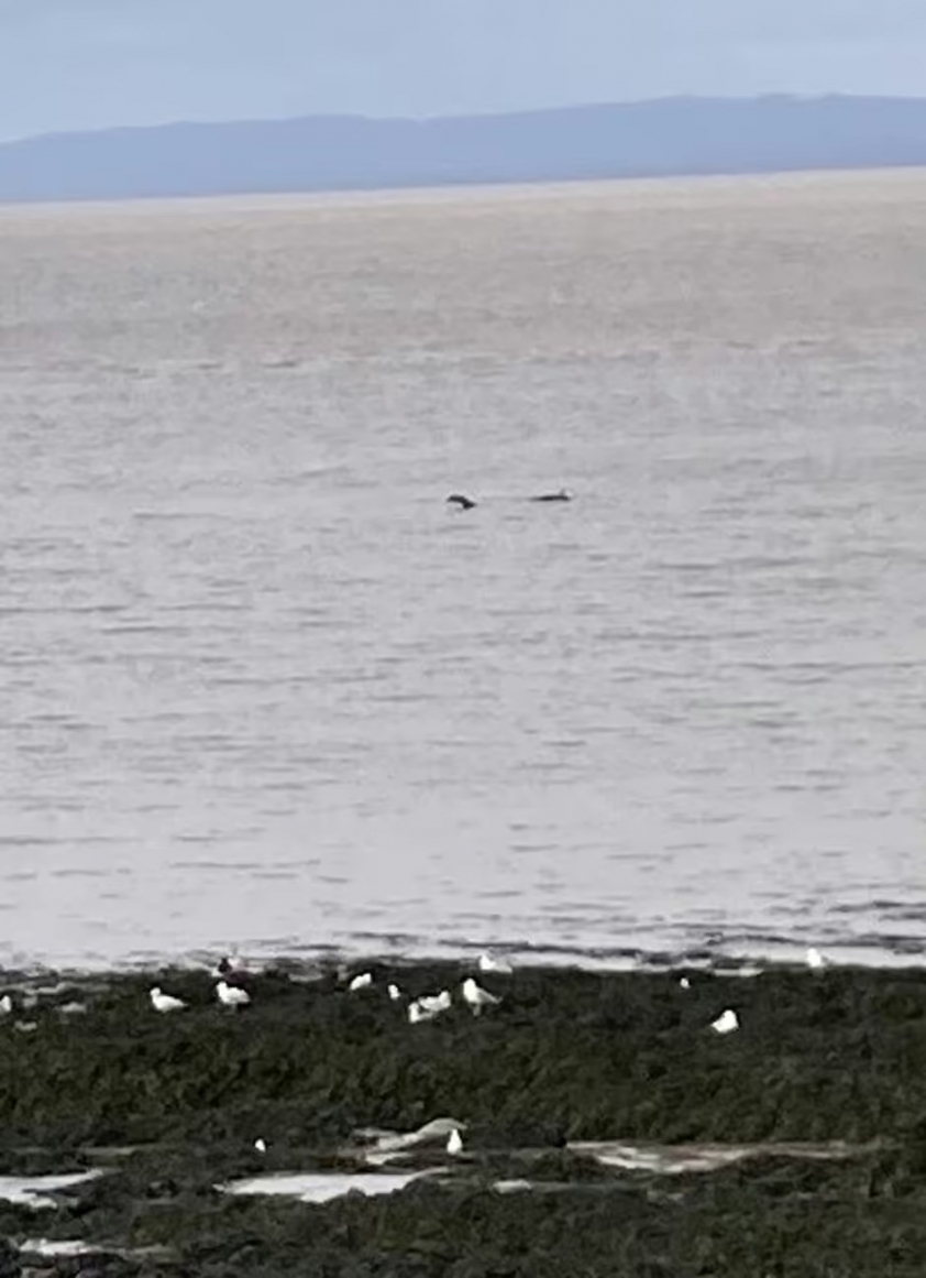 quai-vat-loch-ness-1-1709016513.jpg