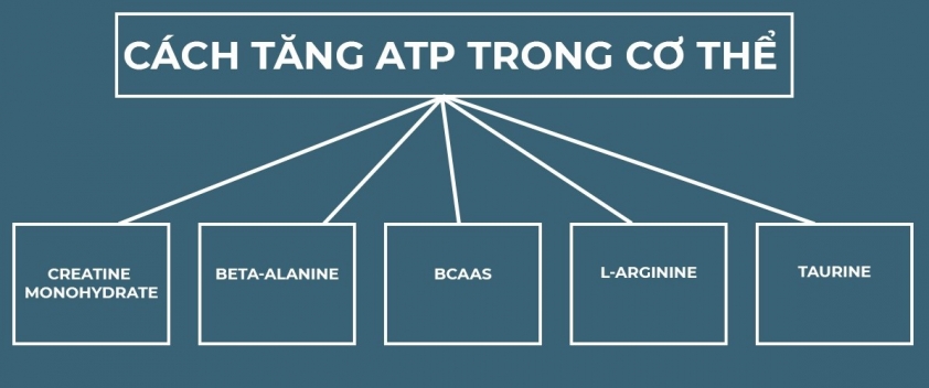 ATP là gì