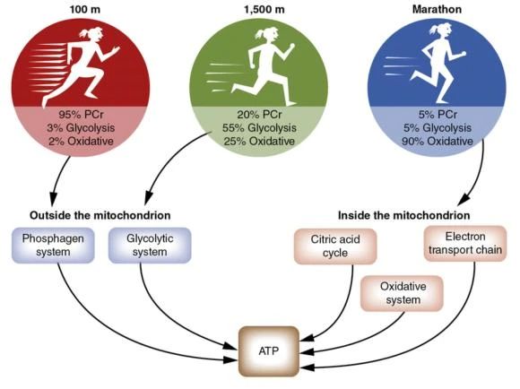 ATP là gì