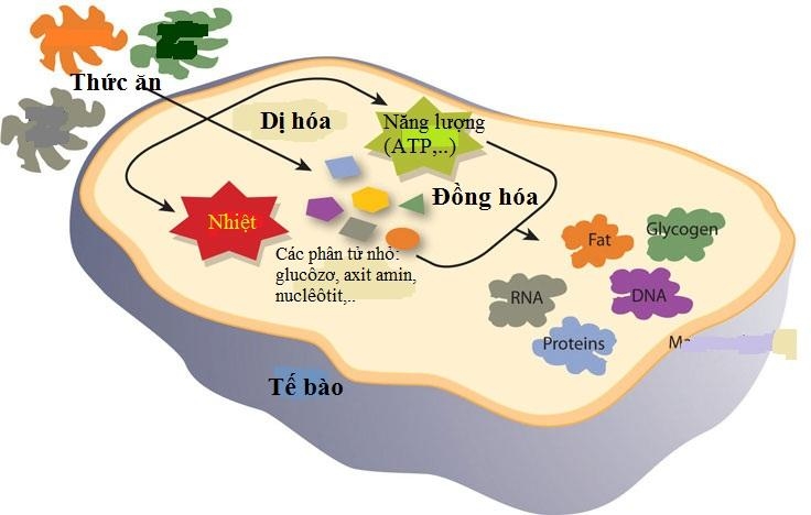 ATP là gì