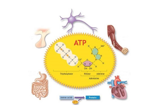 ATP là gì