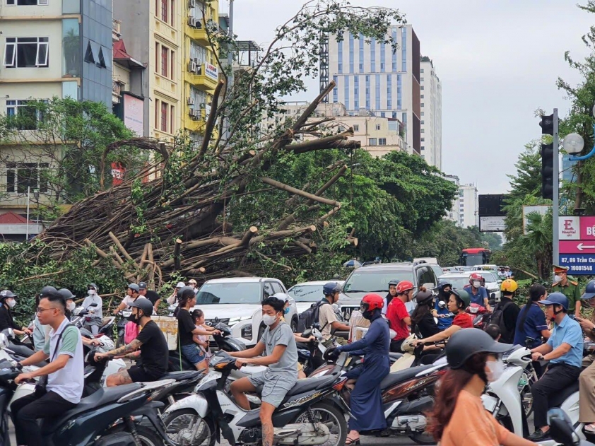 Hà Nội: Cây gãy đổ ngổn ngang sau bão Yagi, người dân chật vật tìm đường đi làm 524879