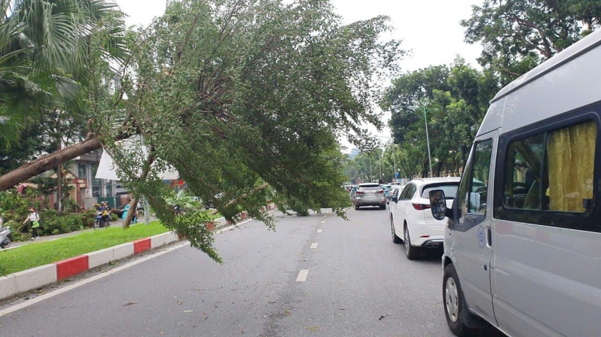 Hà Nội: Cây gãy đổ ngổn ngang sau bão Yagi, người dân chật vật tìm đường đi làm 524887