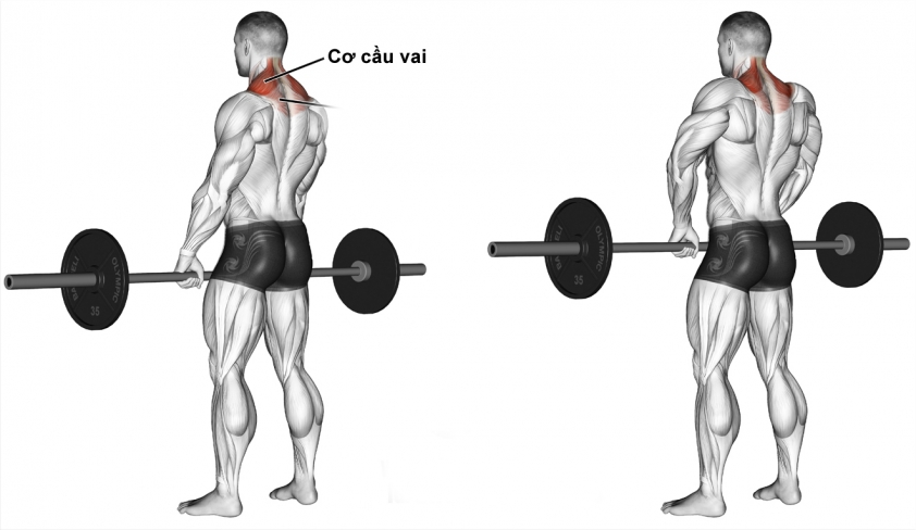 Tập cơ cầu vai