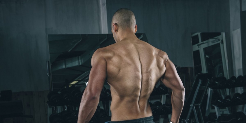 Cơ xô là một nhóm cơ lớn.