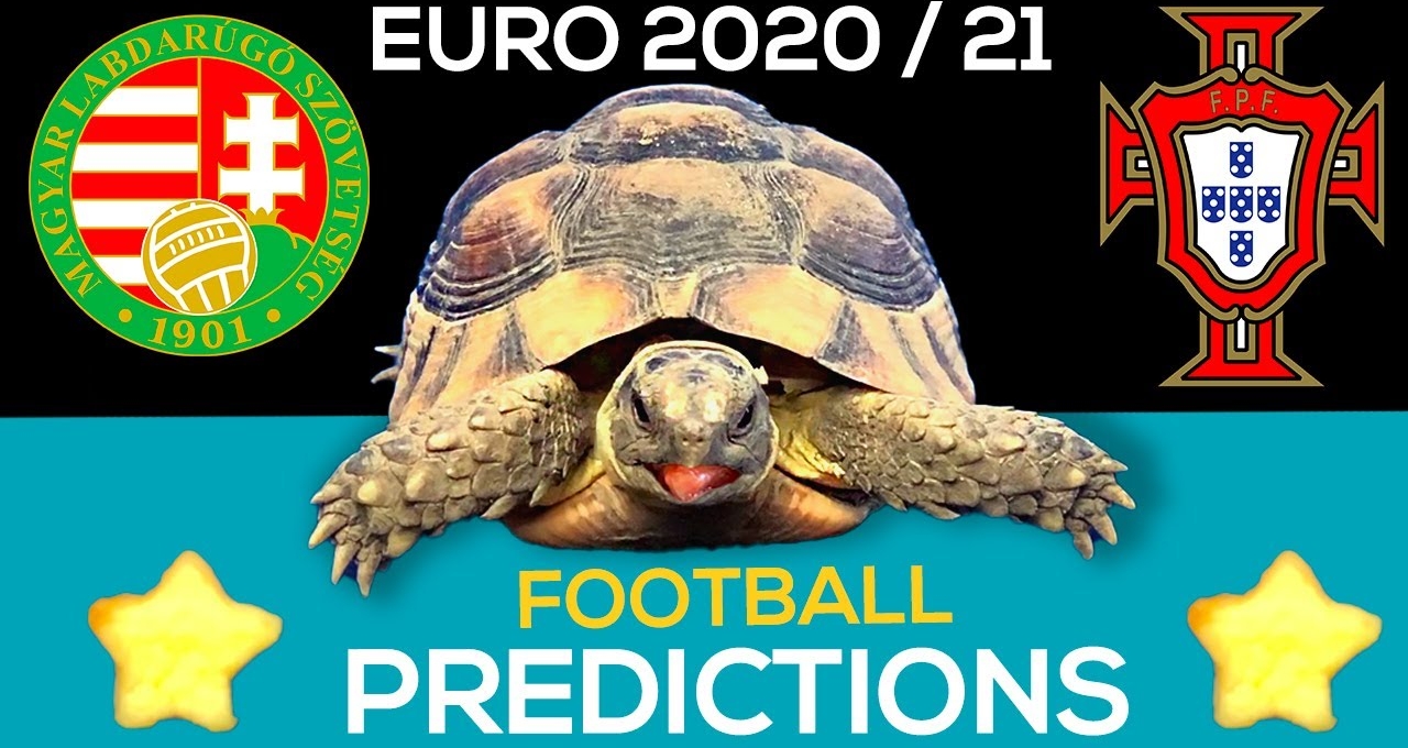 Thần Rùa tiên tri dự đoán kết quả Hungary vs Bồ Đào Nha: Tin tưởng Ronaldo?
