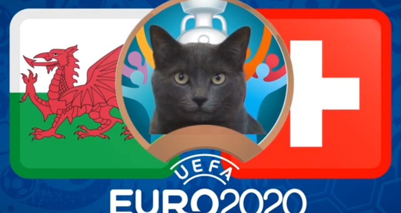 Mèo tiên tri dự đoán kết quả Thổ Nhĩ Kỳ vs Xứ Wales: Bất ngờ xảy ra?