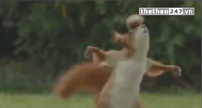VIDEO: Chú sóc trổ tài tâng hạt dẻ như cầu thủ bóng đá chuyên nghiệp