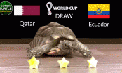 'Thần' Rùa tiên tri dự đoán trận khai mạc World Cup 2022: Chủ nhà Qatar nhận hung tin
