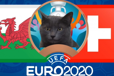 Mèo tiên tri dự đoán Xứ Wales vs Thụy Sĩ: Kết quả khó lường