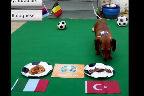 Thần khuyển dự đoán Italia vs Thổ Nhĩ Kỳ: Khai phá thiên cơ