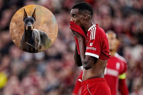 Bị đe dọa, ngôi sao đắt giá nhất Ngoại hạng Anh chi tiền tấn mua chó giữ nhà