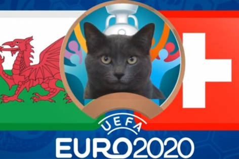 Mèo tiên tri dự đoán kết quả Thổ Nhĩ Kỳ vs Xứ Wales: Bất ngờ xảy ra?