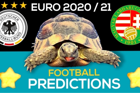 Thần Rùa tiên tri dự đoán kết quả Đức vs Hungary: Lộ diện kẻ bị loại