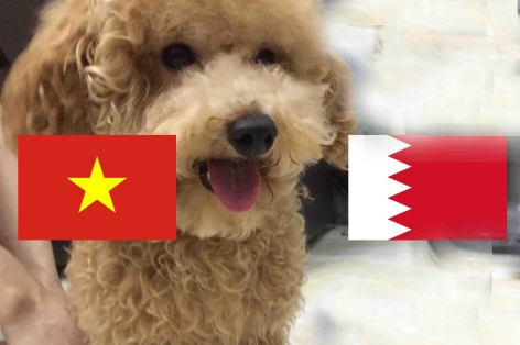 Chó tiên tri Hulk dự đoán kết quả U23 Việt Nam vs U23 Bahrain
