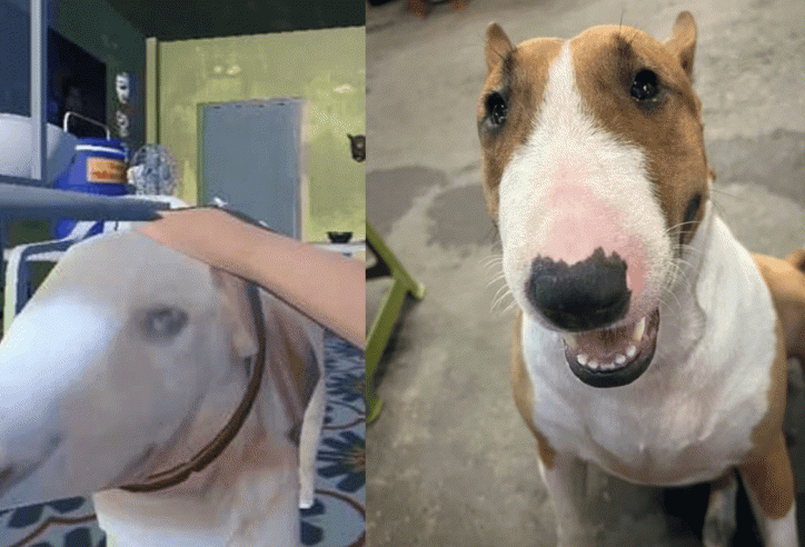 Chú chó bất ngờ nổi tiếng vì giống Cậu Vàng trong Tiệm Phở Anh Hai