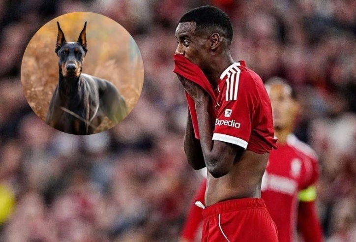 Bị đe dọa, ngôi sao đắt giá nhất Ngoại hạng Anh chi tiền tấn mua chó giữ nhà