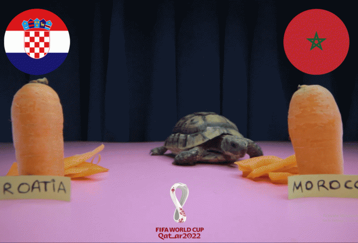 Thần rùa tiên tri dự đoán tỉ số Croatia vs Ma Rốc: Bất ngờ cực lớn