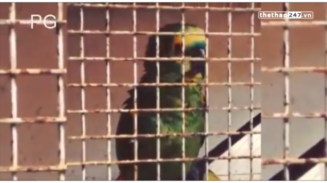 VIDEO: Vẹt nhà hò hét ăn mừng mỗi khi Falcao ghi bàn