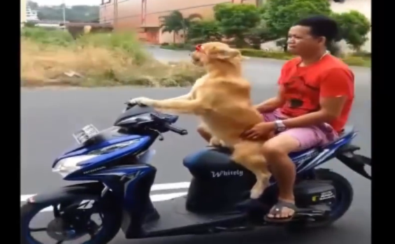 VIDEO: Cua rơ đặc biệt gây sốc trên đường phố Indonesia