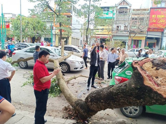 Bị cành cây cổ thụ rơi trúng ô tô, nạn nhân thoát chết trong gang tấc