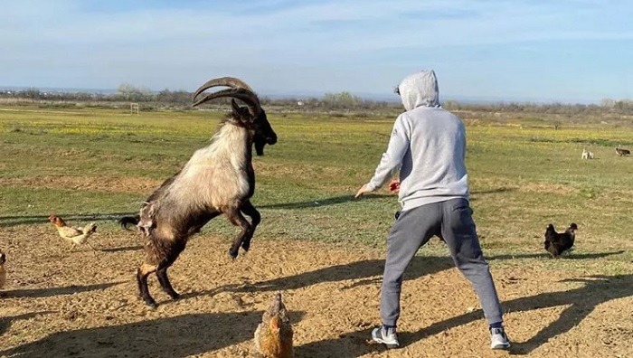 'Độc cô cầu bại' UFC người Nga thách đấu... dê và cái kết
