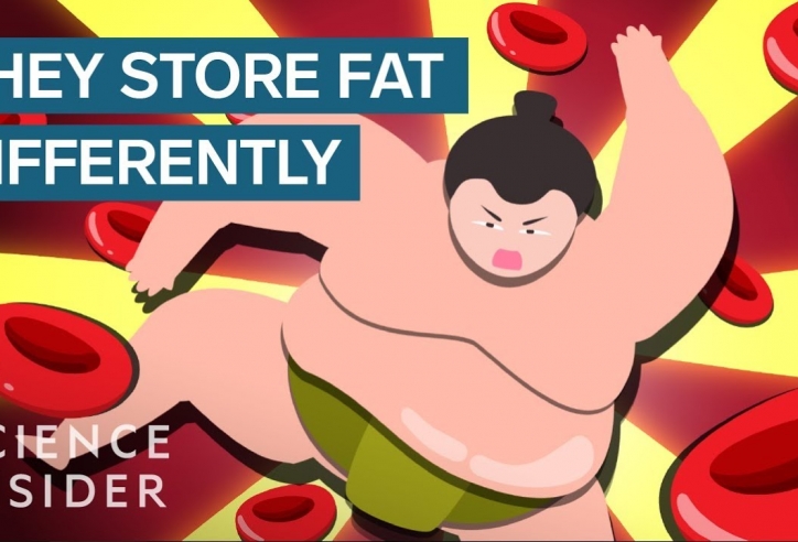 VIDEO: Sự thật ít người biết về sức khỏe của những võ sĩ Sumo