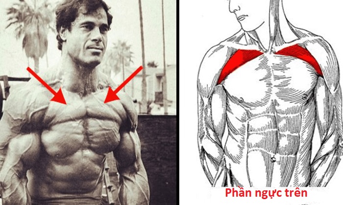 4 bài tập cơ ngực trên tốt nhất có thể thực hiện tại nhà
