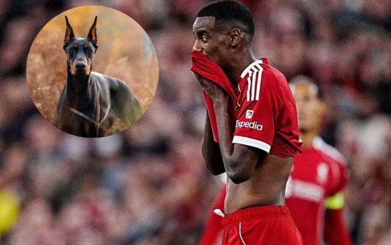 Bị đe dọa, ngôi sao đắt giá nhất Ngoại hạng Anh chi tiền tấn mua chó giữ nhà