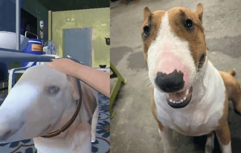 Chú chó bất ngờ nổi tiếng vì giống Cậu Vàng trong Tiệm Phở Anh Hai