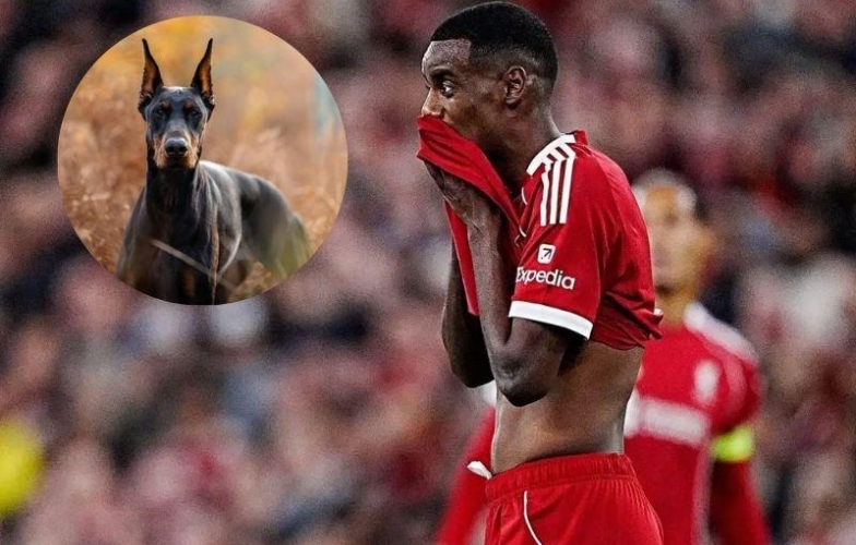 Bị đe dọa, ngôi sao đắt giá nhất Ngoại hạng Anh chi tiền tấn mua chó giữ nhà