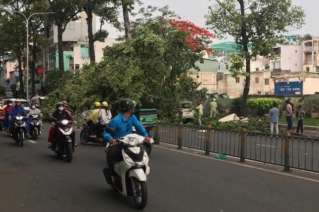 Cây bật gốc đè trúng người đi đường: Trách nhiệm thuộc về ai?