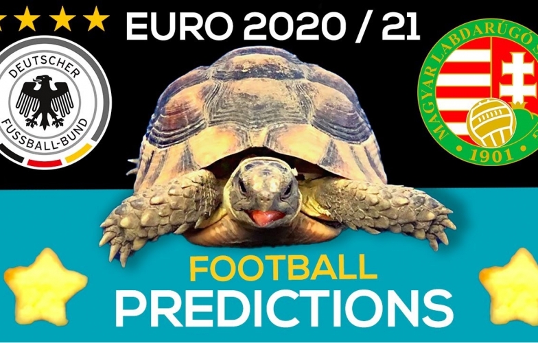 Thần Rùa tiên tri dự đoán kết quả Đức vs Hungary: Lộ diện kẻ bị loại