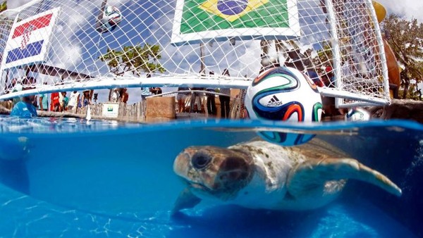 Rùa tiên tri dự đoán Brazil thắng Croatia