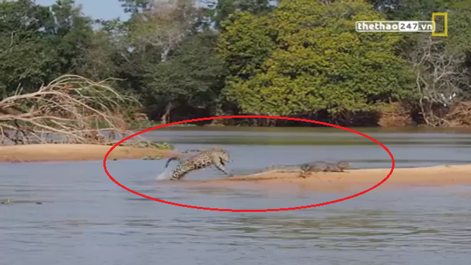 VIDEO: Báo Jaguar vượt sông làm thịt cá sấu