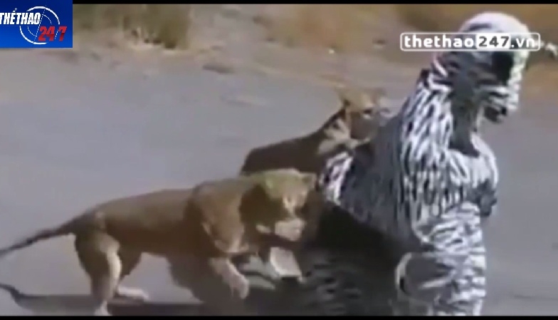 VIDEO: Đóng giả ngựa vằn ''trêu'' sư tử, 2 thanh niên suýt mất mạng