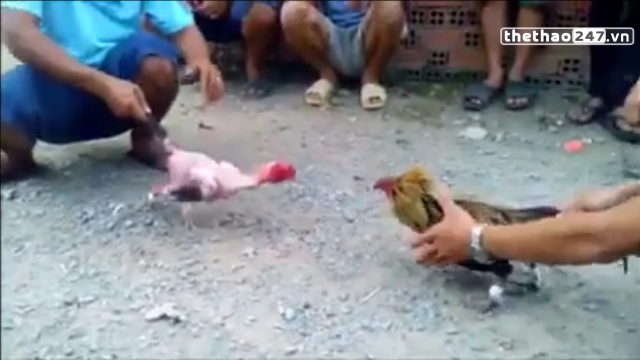 VIDEO: Trận đấu chọi gà siêu kịch tính và cái kết bất ngờ