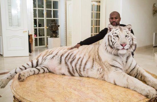 Độc cô cầu bại Mayweather đùa giỡn với hổ trắng khổng lồ