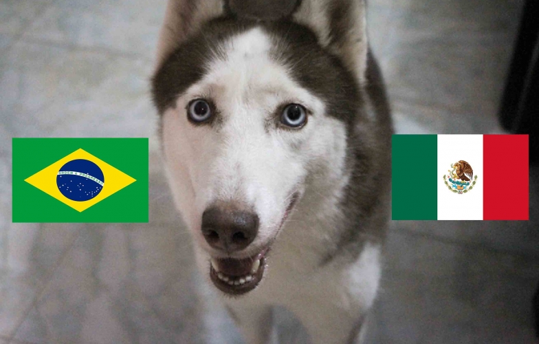 Chó tiên tri Loki dự đoán kết quả Brazil vs Mexico: Bất lợi
