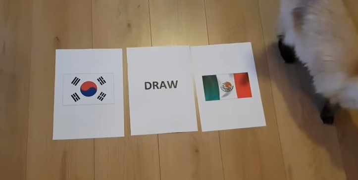 Tiên tri mèo dự đoán kết quả Hàn Quốc vs Mexico