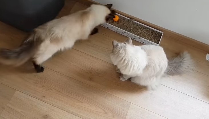 Tiên tri mèo dự đoán kết quả Ba Lan vs Colombia