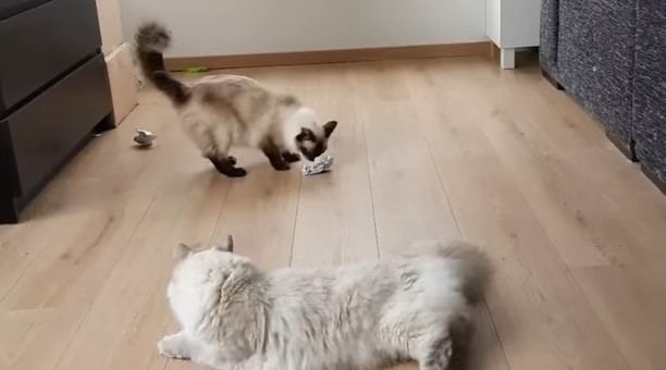 VIDEO: Tiên tri mèo dự đoán kết quả Nhật Bản vs Ba Lan