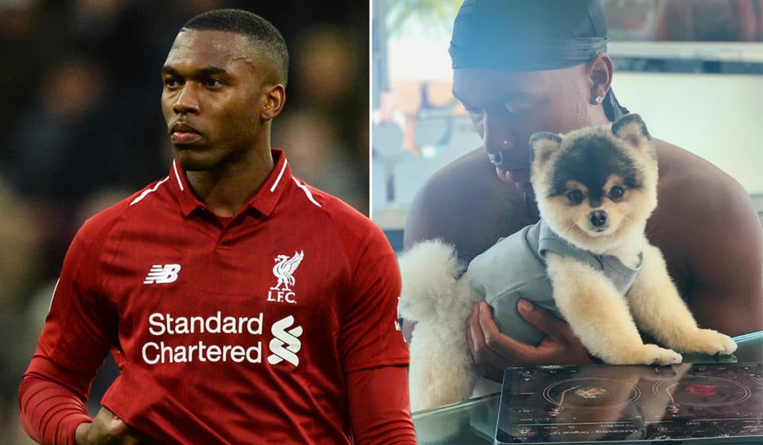 Sturridge, Liverpool, trộm chó, kẻ trộm, sao Liverpool bị đột nhập vào nhà