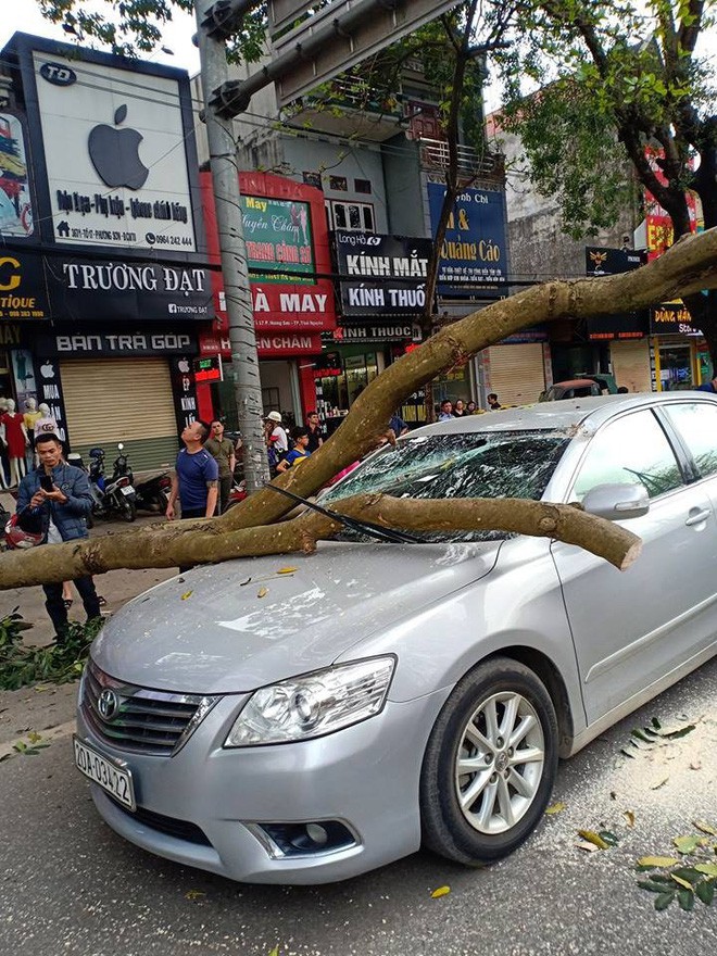 Cành cây rơi xuống phố, Cây đổ xuống đường, Cây đổ vào ô tô,