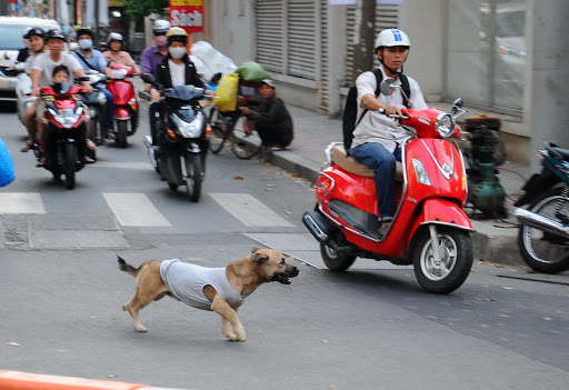 Tránh động vật khi lái xe trên đường