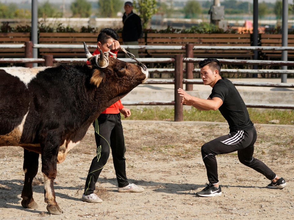võ thuật trung quốc, kungfu trung quốc, môn võ đấu bò tót,