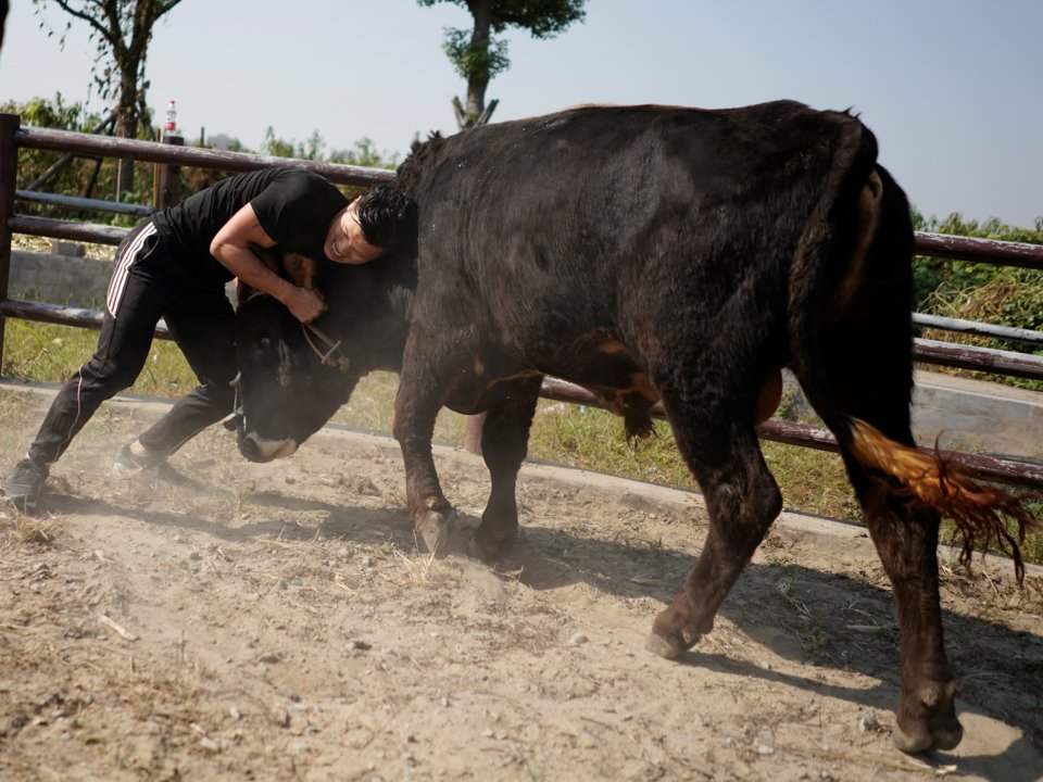 võ thuật trung quốc, kungfu trung quốc, môn võ đấu bò tót,