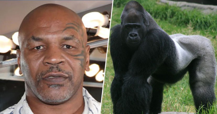 mike tyson, mike thép, mike tyson chi 10 ngàn đô đấu với khỉ đột,