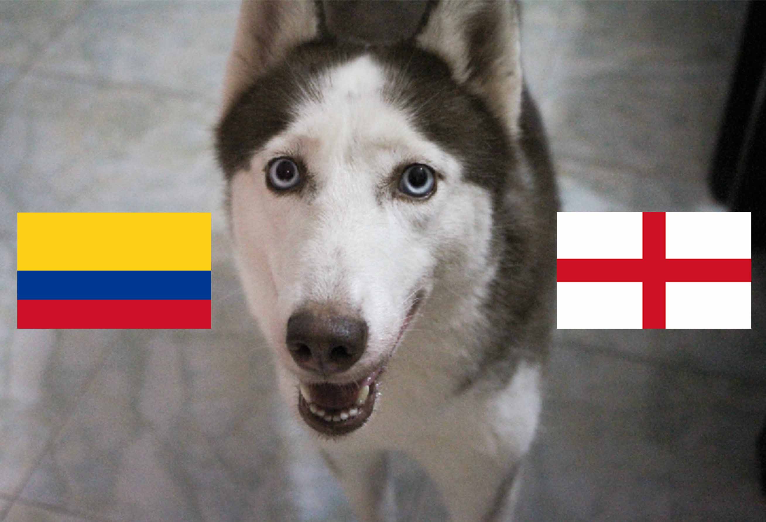 Cho tien tri Loki du doan Anh thang Colombia