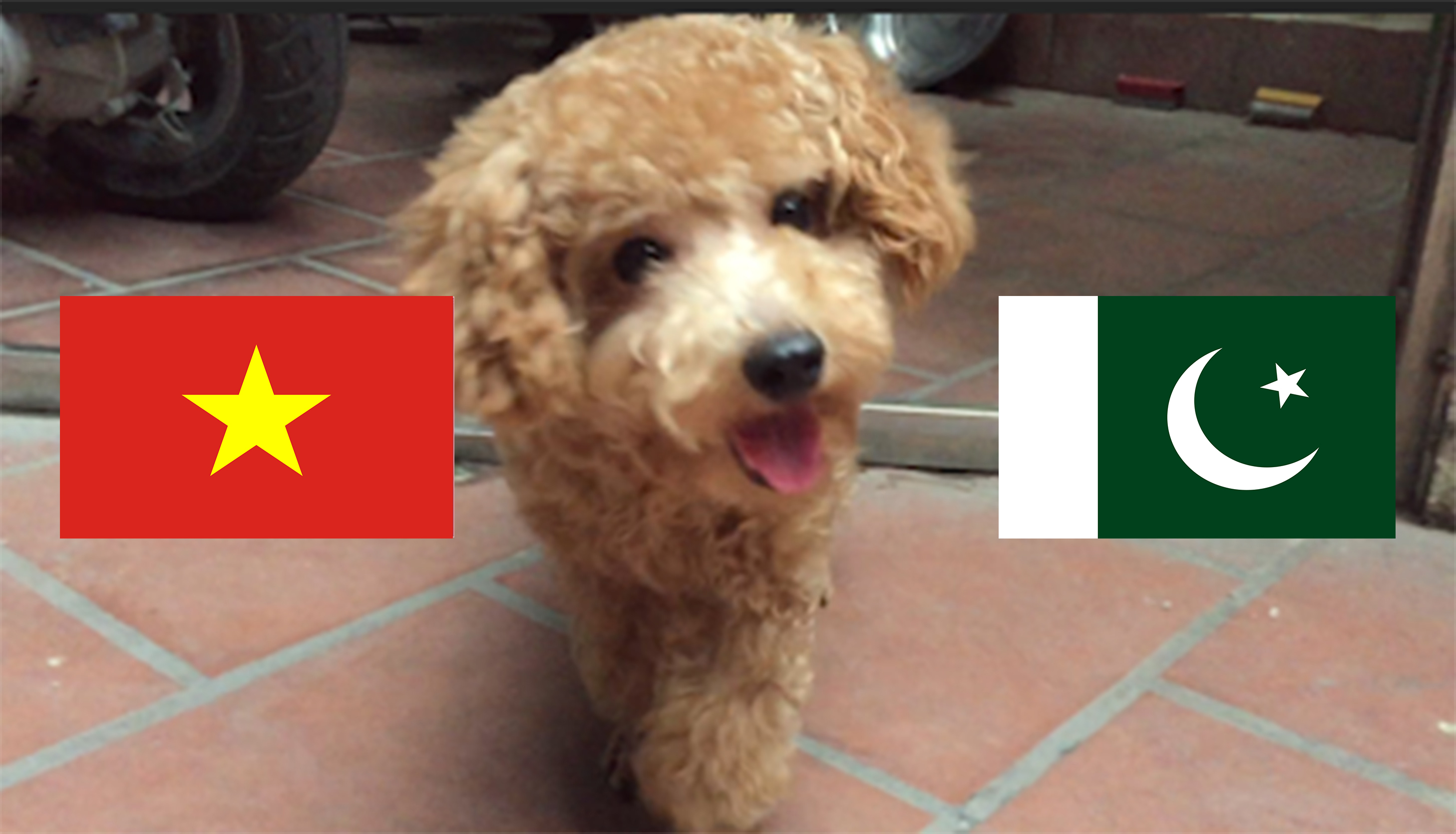 cho-tien-tri-hulk-du-doan-ket-qua-viet-nam-vs-pakistan